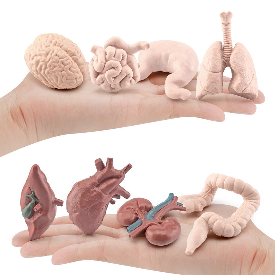 Realistische menschliche Organ – Kids Toys Egypt Bewertung und Preis